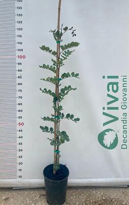 Pianta Di Carrubo Vera - Ceratonia Siliqua In Vaso 18cm, Altezza 140cm, Pianta Mediterranea - Foto 2