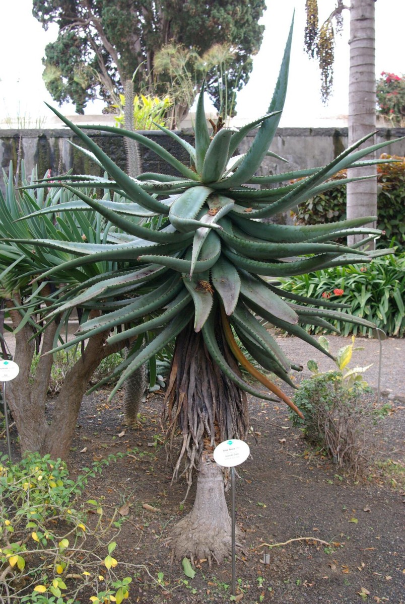 100 seeds Aloe Ferox Red Aloe Bitter Aloe Tree | eBay