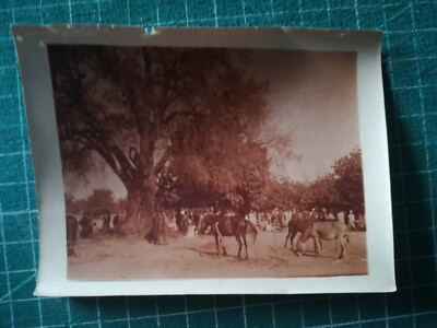 zg72 photo ABE circa 1920 Africa Kaolack very animated horses, group