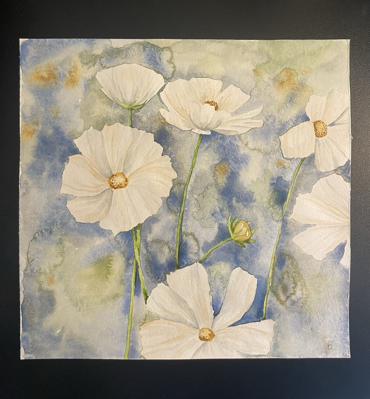 White Cosmos watercolor painting 