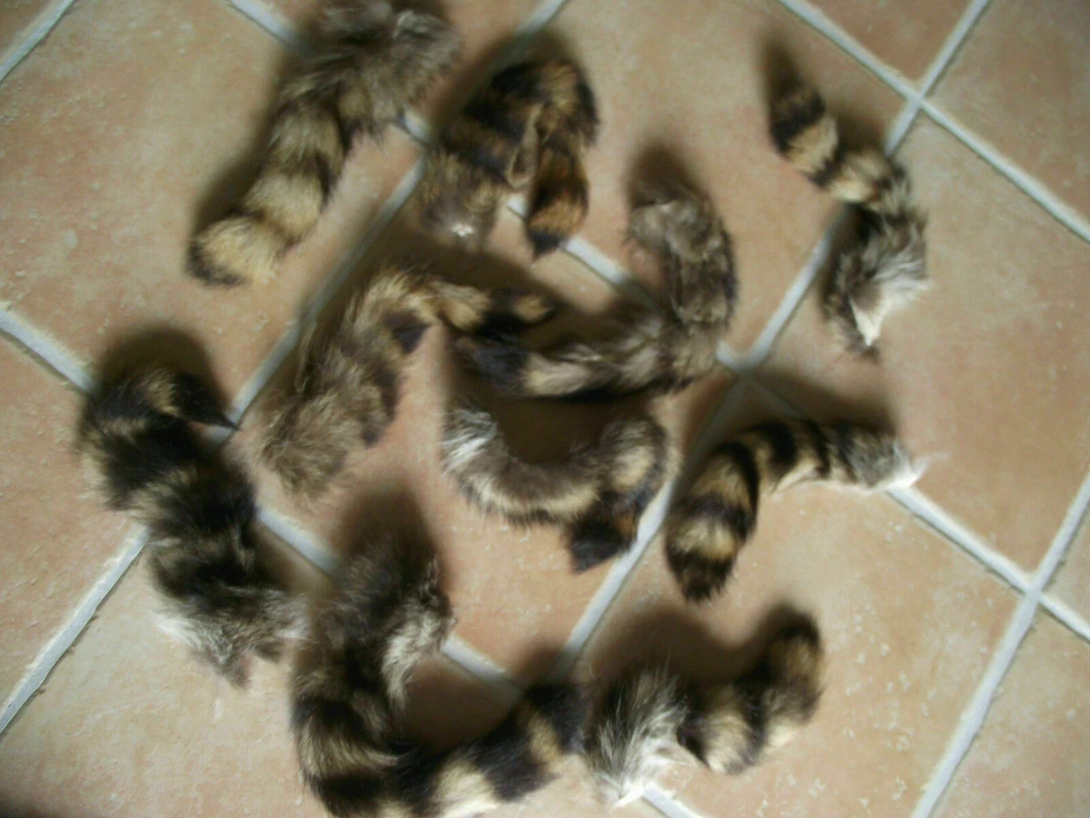 Waschbärschweif Waschbär Waschbärschwanz 1 Stück | eBay