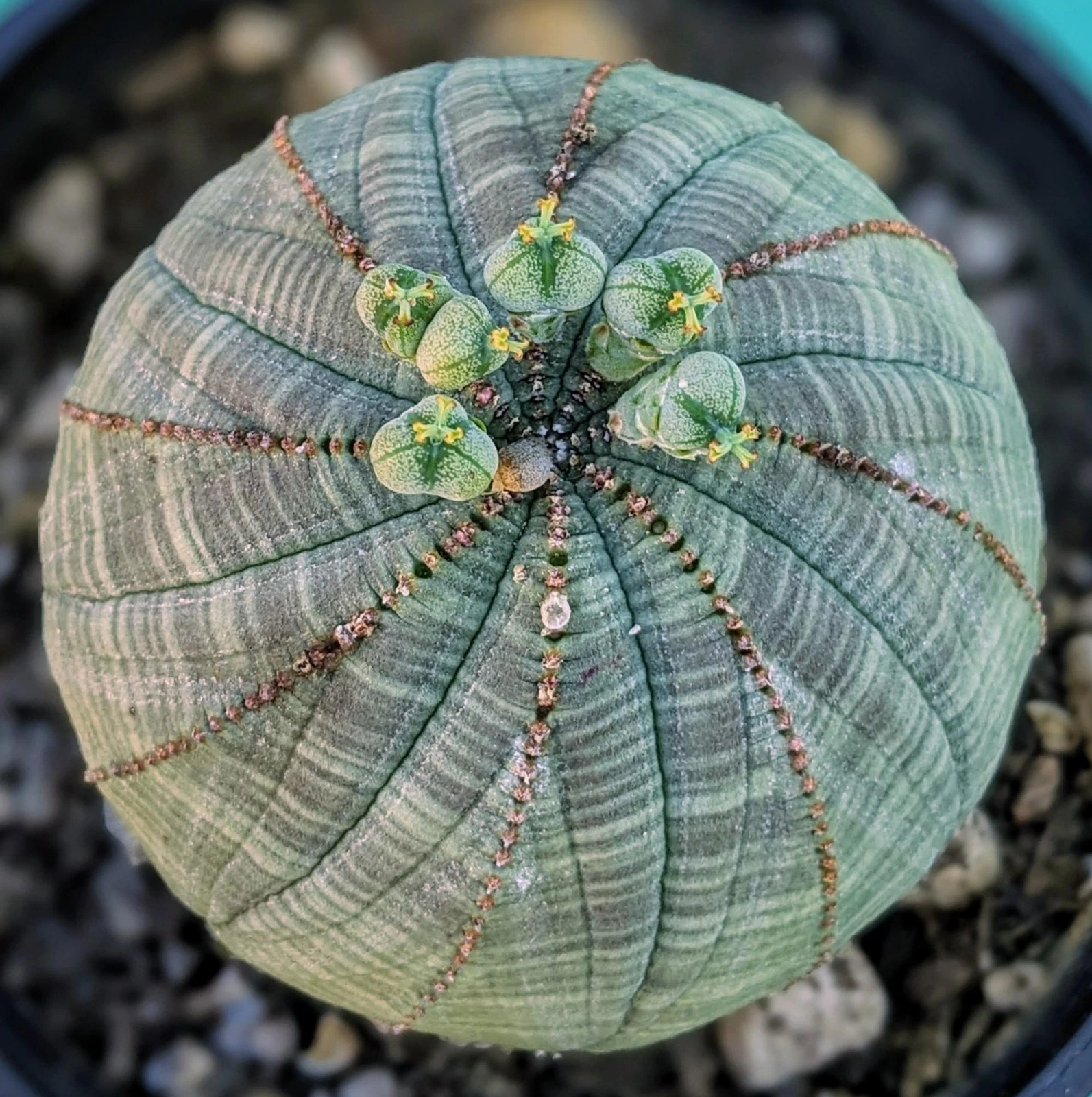 Euphorbia obesa nice Succulent plant 5
Opens in a new window or tab