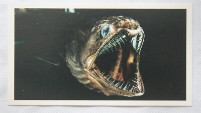 1988 Players Doncella The Living Ocean No. 16 Tiefseefische