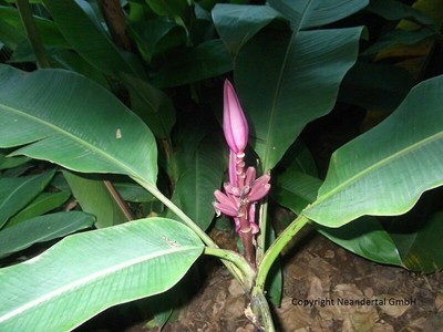 winterharte rosa Banane , ideal für Hecken, Ausläufer, schnellwüchsige