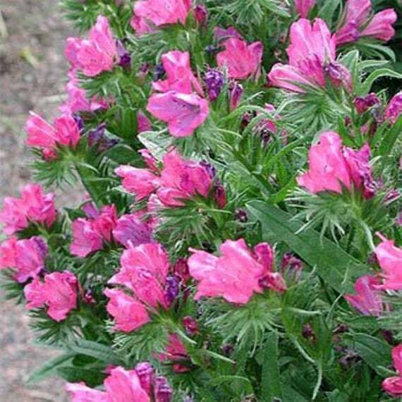 50 Rare Rose Viper's Bugloss Flower Seeds ECHIUM PLANTAGENEUM- Rose Bedder-FL789