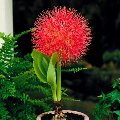 Pretty Imported Football lily Flower Bulbs Pack of 2 Bulbs