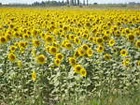 tournesoldes