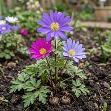 Grecian Windflower Anemone Blanda Mixed Bulbs Corms x250