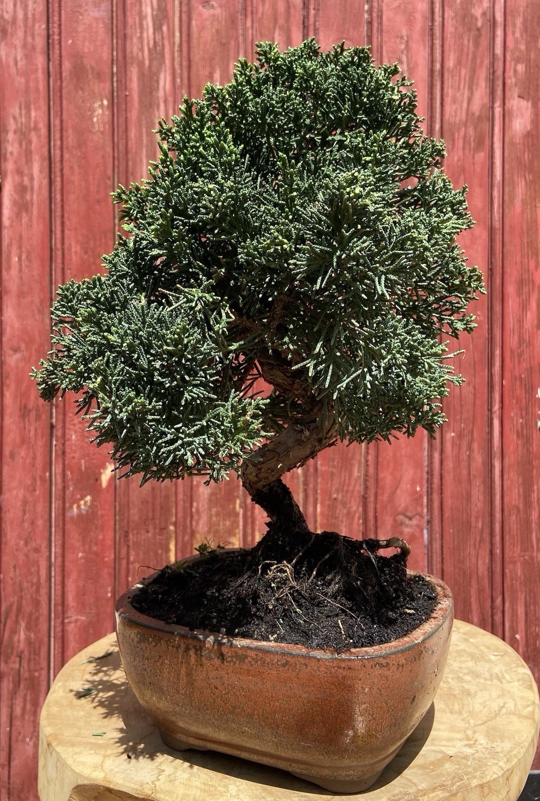 Bonsaï Juniperus Chinensis Kyushu genévrier de Chine 12ans arbre d'extérieur