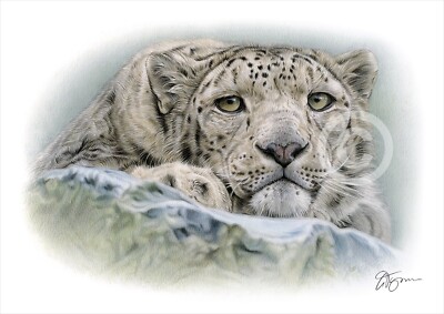 Snow Leopard Resting - colour pencil drawing print A4 / A3 signed by UK artist