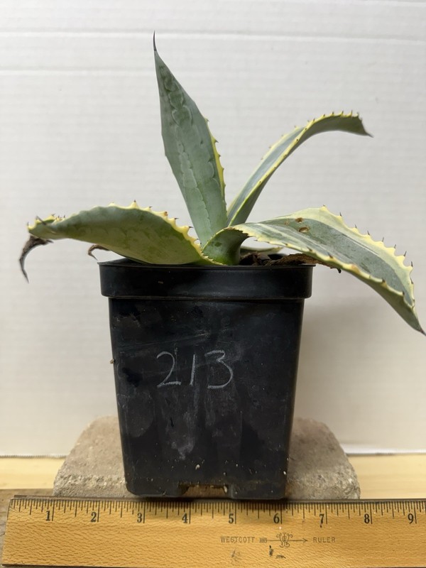 Agave Americana Yellow Edge Variegated Succulent 213 Plant Striata