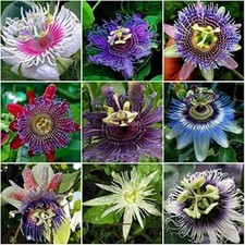 Passion Flower Seeds for Planting - 50+ Seeds - Grow