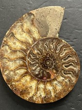 Large Ammonite Cleoniceras Polished Fossil 350 Grams