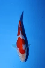 1 QTY QUALITY Goshiki  6.5 ” JAPANESE Koi live fish standard fin A1koi
