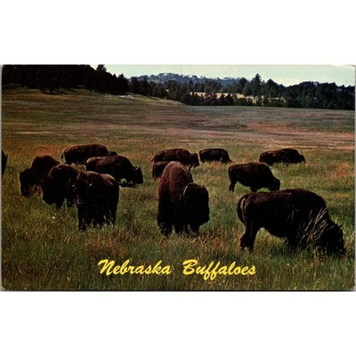 Nebraska Buffaloes Thousands On Nebraska Plains Western NE Vintage Postcard SPY8