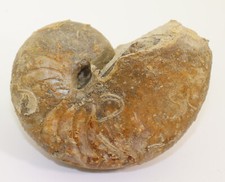 Nautilus, Cenoceras sp, Jura, Pliensbachium, Fresney le Puceux, Frankreich-L81