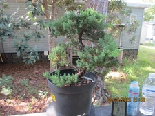 SPECIMEN BONSAI TREE JUNIPER PROCUMBENS NANA/CL2