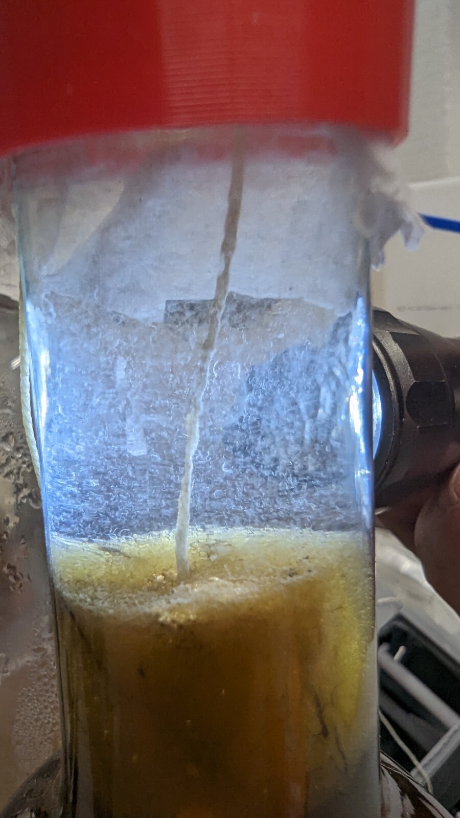 VINEGAR EELS LIVE CULTURE 2+ Ounce Starter Culture FREE SHIPPING eBay