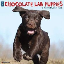 Just Chocolate Lab Puppies 2021 Calendar von Willow... | Buch | Zustand sehr gut