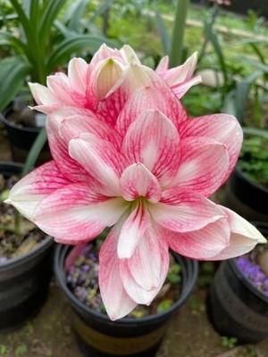 Imported Amaryllis Lily Light Pink Color Flower Bulbs For Gardening (Pack Of 2 )