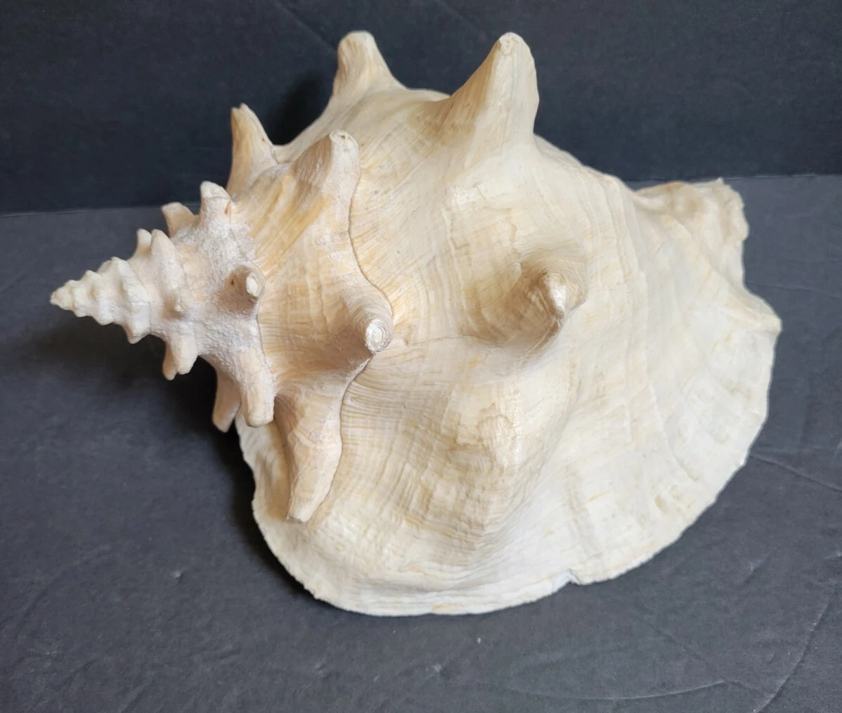 Conch on sale shell horn