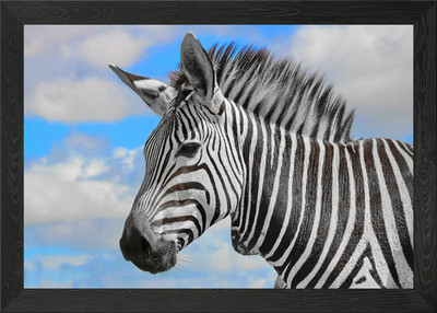 Hartmanns Berg Zebra gerahmtes Wandbild Poster Leinwanddruck Bild