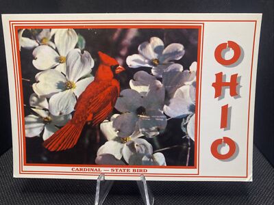 POSTCARD: ￼ Cardinal Ohio State Bird E16