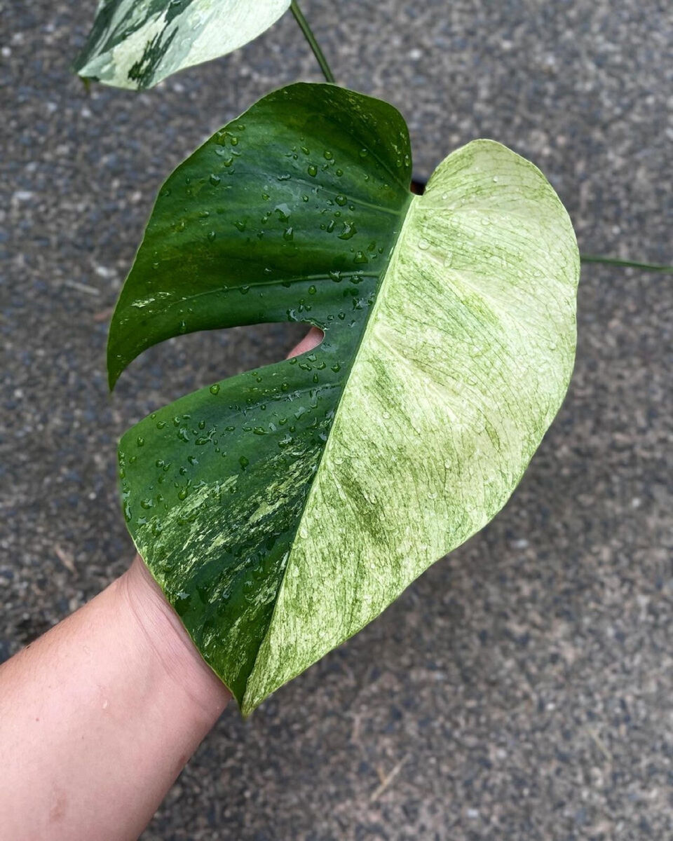 Monstera Mint Variegated Free Phytosanitary | eBay Monstera Mint Variegated Free Phytosanitary | eBay