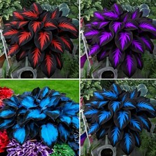 Hosta Seeds for Planting, 290 pcs Rare Perennial Hosta Flower Seeds Plants,