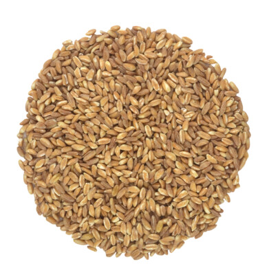 Organic Italian Pearled Farro - Raw, Non-GMO, Vegan, Bulk, Protein, Fiber Rich