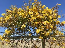 7 Carolina Jasmine Yellow Starter Climbing Hummingbird Vines Plant Bare Root