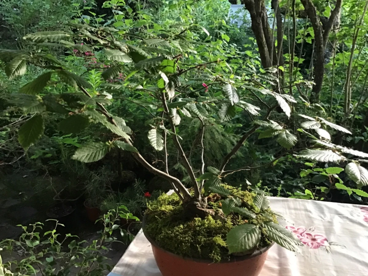 Bonsai Hainbuche online kaufen | eBay.de