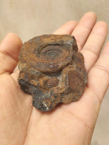Platyclymenia Ammonite Fossil Devonian Period Morocco Authentic Moroccan Fossil - Picture 6 of 10