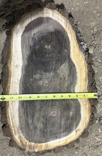 Black Walnut Slab 19 X12 X2-1/2 Live Edge