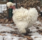4+ Frizzles, Showgirl Silkie Hatching  Eggs — photo 9