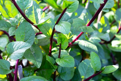spinach-seeds-huge-selection-of-varieties-ebay-uk
