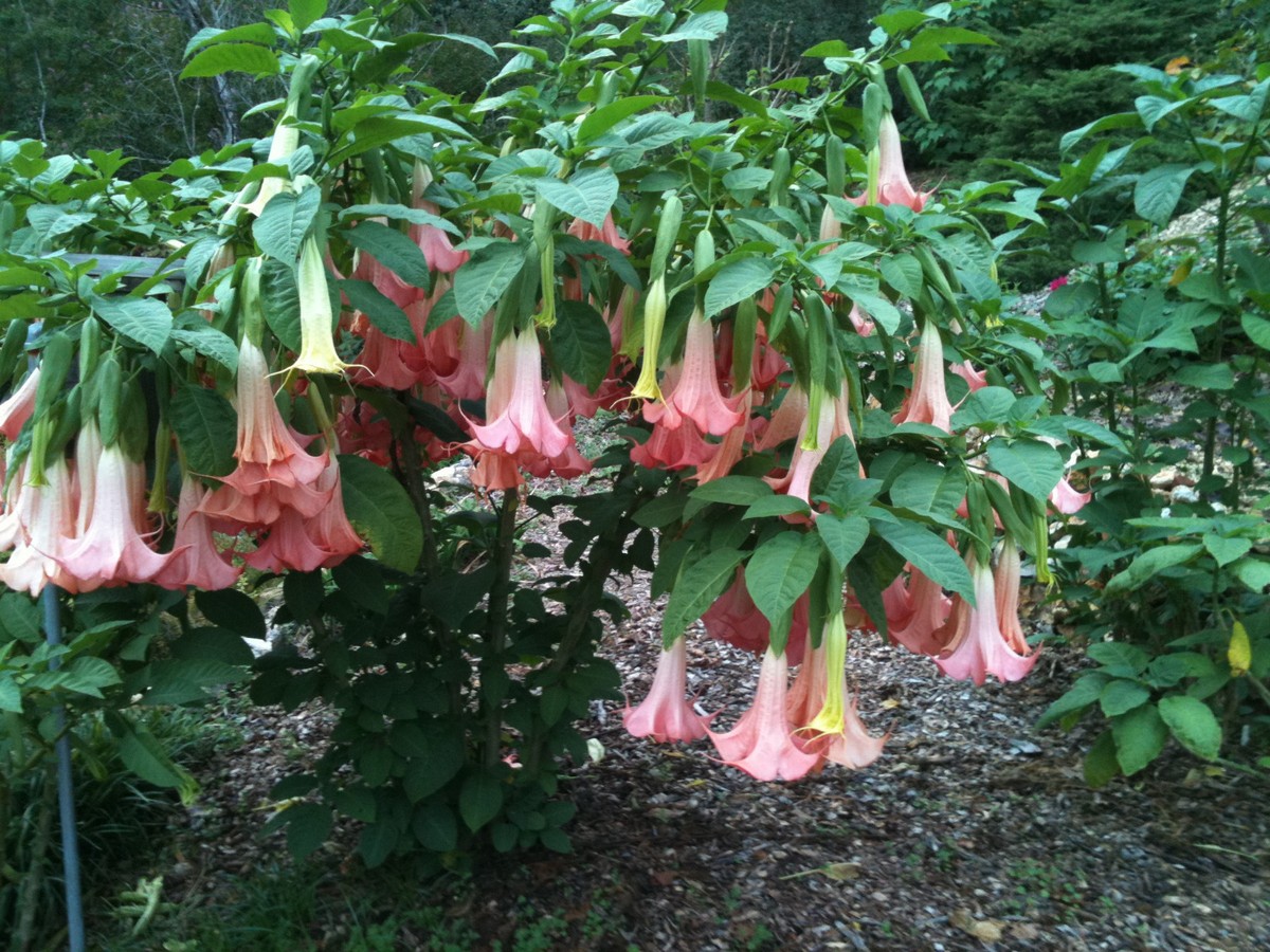 3 Pink Angel Trumpet Live Plants - Brugmansia, Pink Angel Trumpet