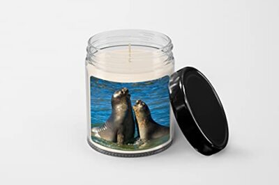 Elephant Seal in The Coast of Peninsula Valdes Candle - Soy Wax Candle