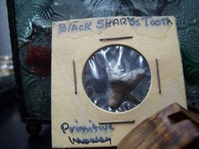 PREHISTORIC BLACK SHARKS TOOTH  - PRIMITIVE MONEY GOOD SIZE TOOTH