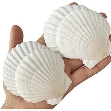 QICQDRAM 30PCS Sea Shells for Crafts Decoration 2''-3'' 2"-3" 30pcs, White