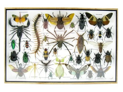 Unique Piece - Real 3D Prepared Insects, Museum Quality Showcase Mural a-xl-28