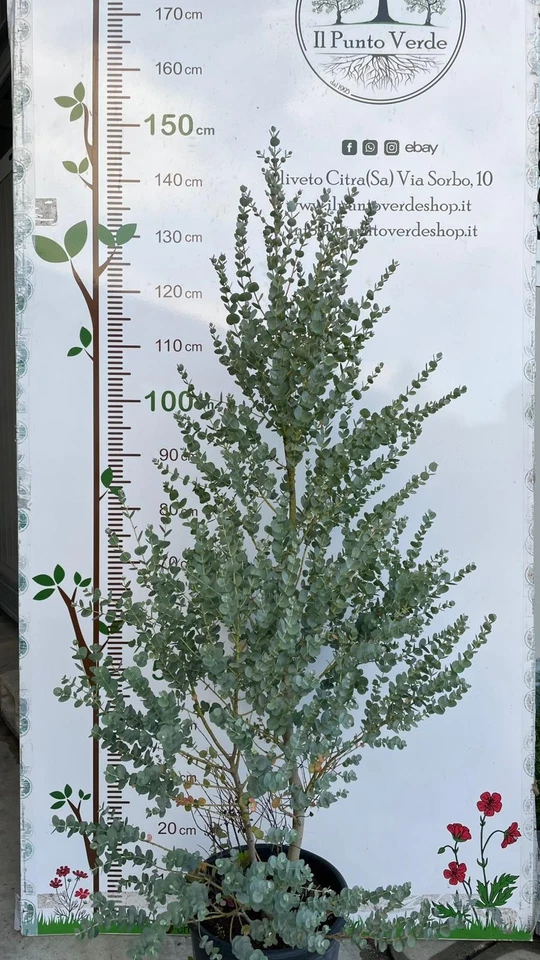 Pianta di Eucalipto Azura in Vaso da 26 cm - Immagine 2 di 2