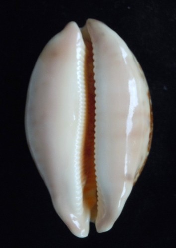 seashell Cypraea mapa HIGH SPIRE 78 mm F++ - Imagen 5 de 5