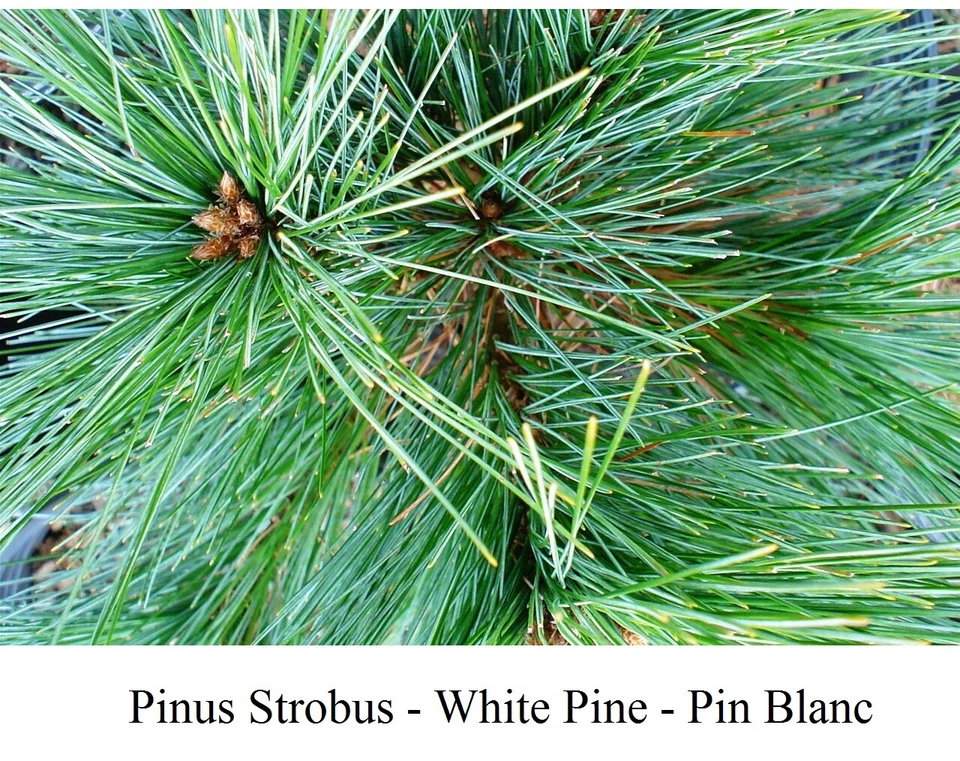 Seed Eastern White Pine Northern Large Pinus Strobus CANADA Grow FAST Seeds More - Image 2 of 2