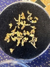 CALIFORNIA  GOLD  Natural Crystal SPECIMENS  4 Cts 95%+ Purity  RED LAKE MINE