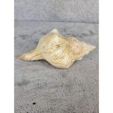 Natural Seashell Conch Shell Beach Decor Nautical Coastal Collection 5.5"