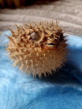Petit Poisson Globe Diodon Naturalisé Poisson Lune Taxidermie Cabinet Curiosité