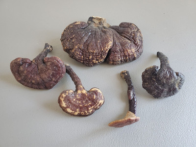 Reishi getrocknet ganzer Pilz TCM Traditionelle chinesische Medizin Heilkräuter