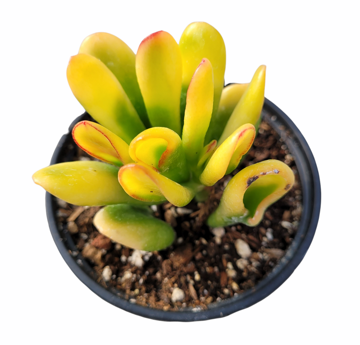Crassula ovata Variegated 'ET's Fingers' Jade Succulent Plant | eBay