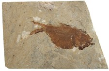 Kreide  Diplomystus birdi  Beilbauchhering  Fisch  Haqel Libanon  W81-12